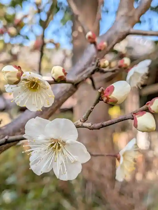 本郷氷川神社(東京都)