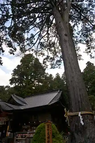 北口本宮冨士浅間神社の自然