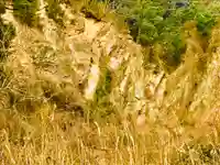 八幡神社の自然