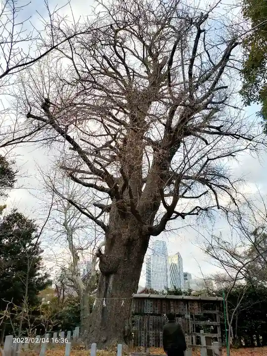 芝東照宮の自然