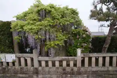 観音寺(滋賀県)