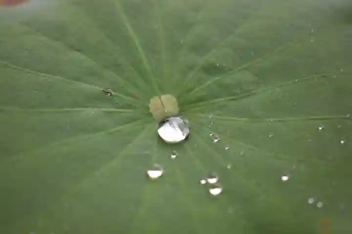 下総国三山 二宮神社の自然