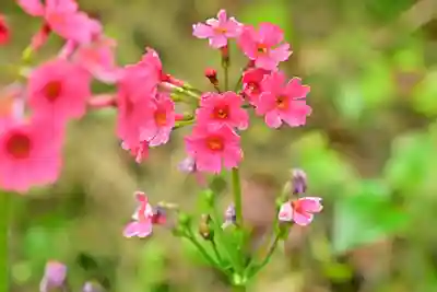 高龍神社(新潟県)