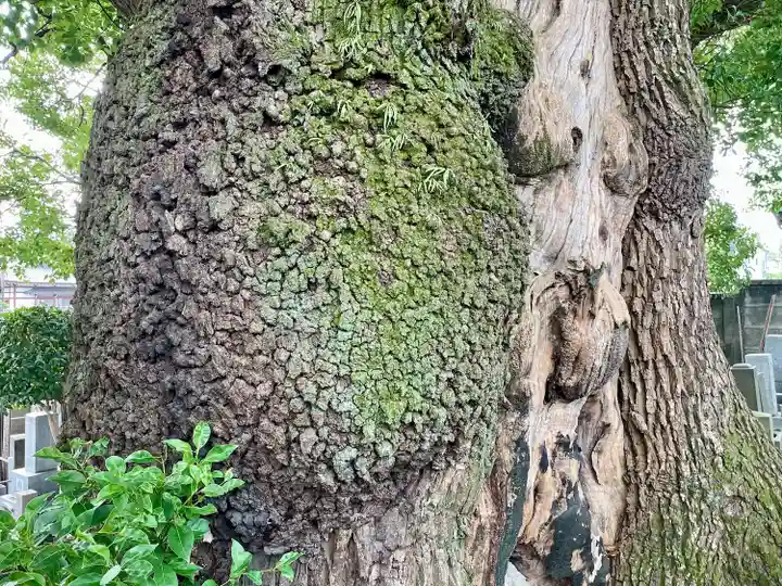 妙雲寺(東京都)