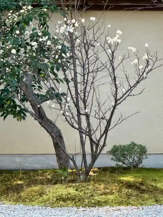 廬山寺(廬山天台講寺)(京都府)