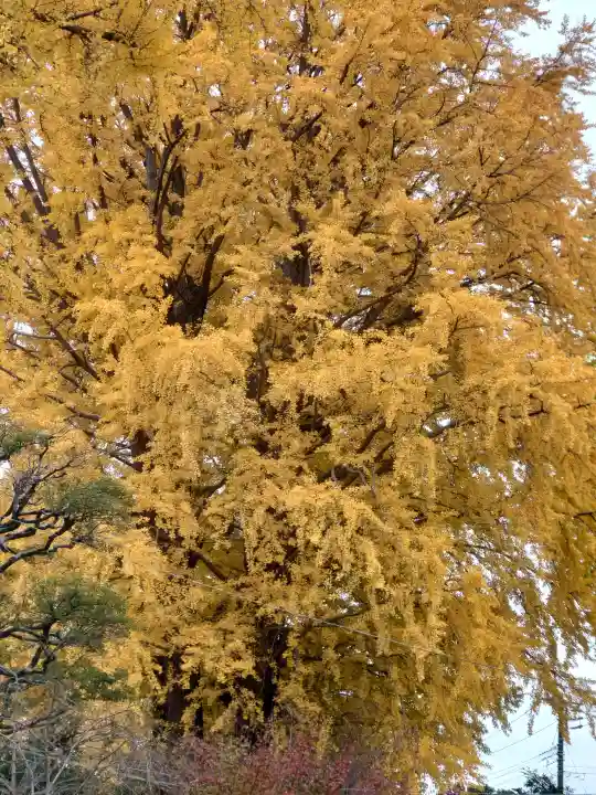 葛西神社の{uncategorized: "未分類", other: "その他", undefined: "問題あり", building: "その他建物", grave: "お墓", sacred_gate: "鳥居", guardian: "狛犬", statue: "像", buddha: "仏像", history: "歴史", nature: "自然", garden: "庭園", animal: "動物", pagoda: "塔", temizu: "手水舎", mountain_gate: "山門・神門", sanctuary: "本殿・本堂", subordinate: "末社・摂社", art: "芸術", scenery: "景色", jizo: "地蔵", ema: "絵馬", goshuin: "御朱印", omikuji: "おみくじ", items: "授与品その他", amulet: "お守り", goshuincho: "御朱印帳", eats: "食事", festival: "お祭り", votive_dance: "神楽", shichigosan: "七五三参", wedding: "結婚式", experience: "体験その他", initially: "初詣", around: "周辺", anti_infection: "感染症対策"}