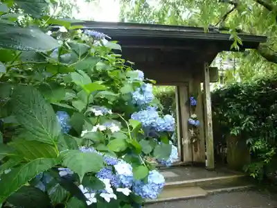 明月院の山門・神門