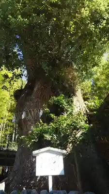 天満天神社の自然