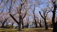 滝野川八幡神社の自然