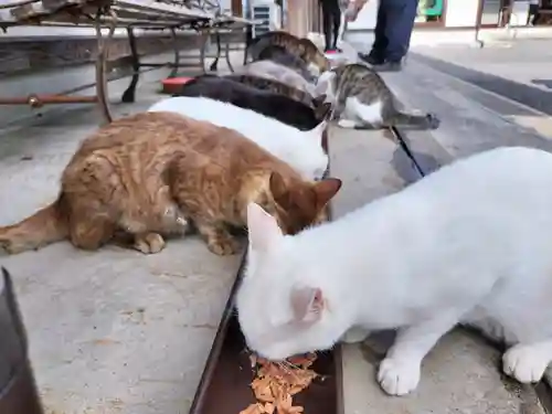 御誕生寺（猫寺）(福井県)