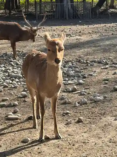 三嶋大社の{uncategorized: "未分類", other: "その他", undefined: "問題あり", building: "その他建物", grave: "お墓", sacred_gate: "鳥居", guardian: "狛犬", statue: "像", buddha: "仏像", history: "歴史", nature: "自然", garden: "庭園", animal: "動物", pagoda: "塔", temizu: "手水舎", mountain_gate: "山門・神門", sanctuary: "本殿・本堂", subordinate: "末社・摂社", art: "芸術", scenery: "景色", jizo: "地蔵", ema: "絵馬", goshuin: "御朱印", omikuji: "おみくじ", items: "授与品その他", amulet: "お守り", goshuincho: "御朱印帳", eats: "食事", festival: "お祭り", votive_dance: "神楽", shichigosan: "七五三参", wedding: "結婚式", experience: "体験その他", initially: "初詣", around: "周辺", anti_infection: "感染症対策"}
