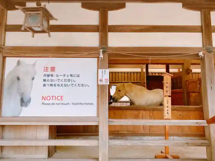 金刀比羅宮の動物