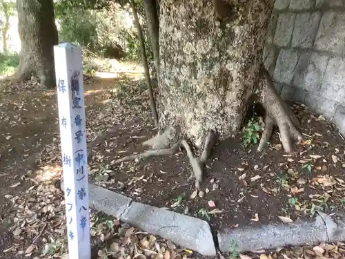 国玉神社・八劔社合殿の自然