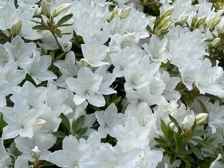 塩船観音寺の自然