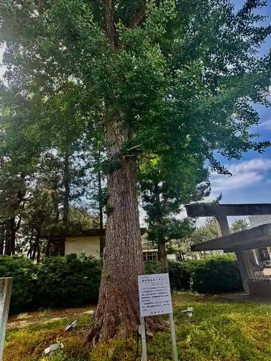 福井神社の{uncategorized: "未分類", other: "その他", undefined: "問題あり", building: "その他建物", grave: "お墓", sacred_gate: "鳥居", guardian: "狛犬", statue: "像", buddha: "仏像", history: "歴史", nature: "自然", garden: "庭園", animal: "動物", pagoda: "塔", temizu: "手水舎", mountain_gate: "山門・神門", sanctuary: "本殿・本堂", subordinate: "末社・摂社", art: "芸術", scenery: "景色", jizo: "地蔵", ema: "絵馬", goshuin: "御朱印", omikuji: "おみくじ", items: "授与品その他", amulet: "お守り", goshuincho: "御朱印帳", eats: "食事", festival: "お祭り", votive_dance: "神楽", shichigosan: "七五三参", wedding: "結婚式", experience: "体験その他", initially: "初詣", around: "周辺", anti_infection: "感染症対策"}