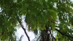 川口神社の自然