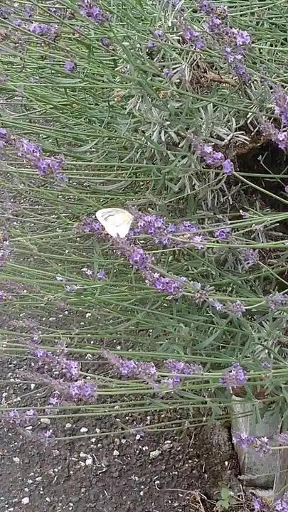 七国山薬王寺の周辺