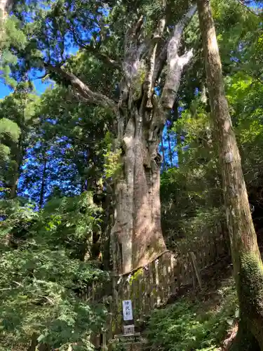 玉置神社の自然