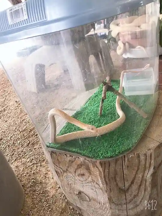 岩国白蛇神社のその他建物