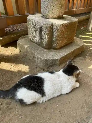 代々木八幡宮の動物
