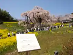 瀧桜神明宮の自然