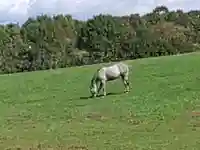 浦河神社(北海道)
