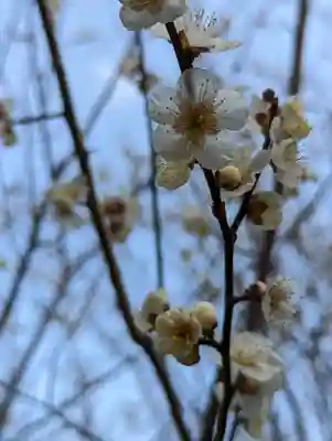 梅宮大社(京都府)