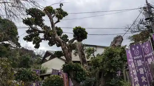 龍宮（江島神社）の自然