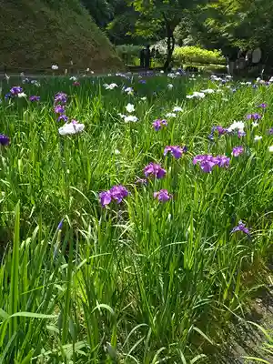 明月院(神奈川県)