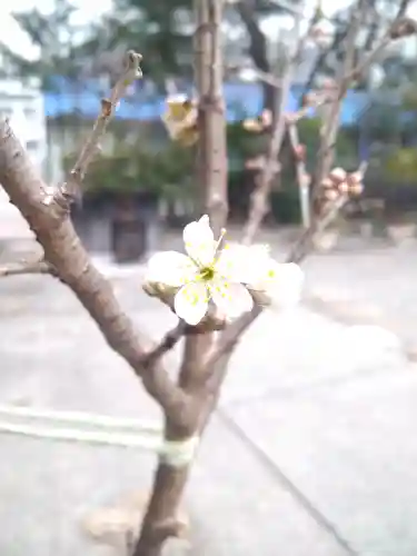 高知大神宮の自然