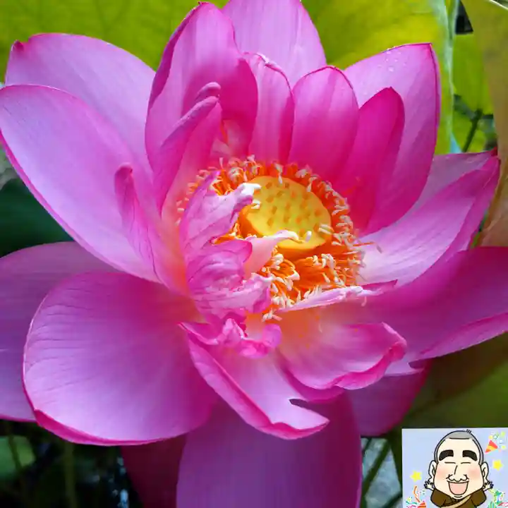 日蓮宗 総本山 塔頭 定林坊(じょうりんぼう)の自然