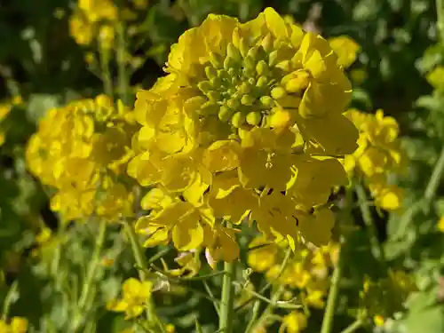 吾妻神社の自然