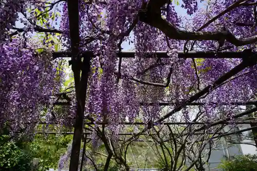 子安地蔵寺の自然