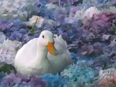 楽法寺(雨引観音)の動物