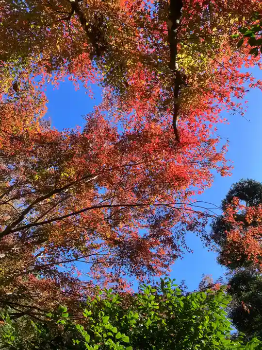 明月院(神奈川県)