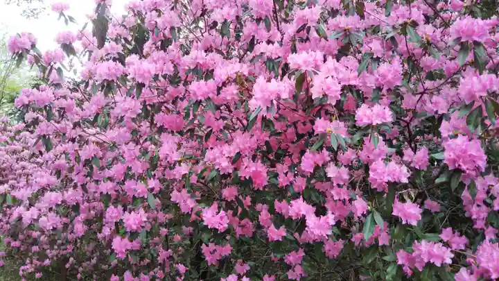 櫻木神社の自然