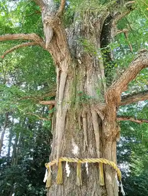 水戸八幡宮の{uncategorized: "未分類", other: "その他", undefined: "問題あり", building: "その他建物", grave: "お墓", sacred_gate: "鳥居", guardian: "狛犬", statue: "像", buddha: "仏像", history: "歴史", nature: "自然", garden: "庭園", animal: "動物", pagoda: "塔", temizu: "手水舎", mountain_gate: "山門・神門", sanctuary: "本殿・本堂", subordinate: "末社・摂社", art: "芸術", scenery: "景色", jizo: "地蔵", ema: "絵馬", goshuin: "御朱印", omikuji: "おみくじ", items: "授与品その他", amulet: "お守り", goshuincho: "御朱印帳", eats: "食事", festival: "お祭り", votive_dance: "神楽", shichigosan: "七五三参", wedding: "結婚式", experience: "体験その他", initially: "初詣", around: "周辺", anti_infection: "感染症対策"}