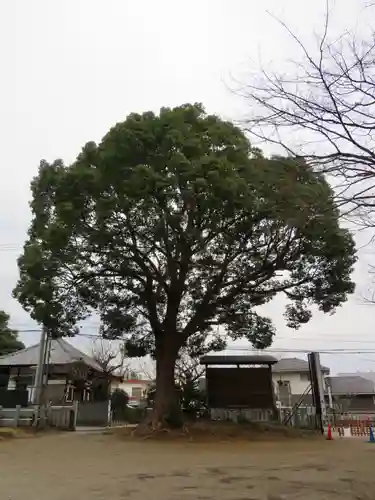 下総国三山　二宮神社の自然