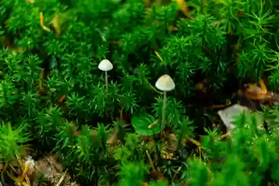 大瀧神社(長野県)