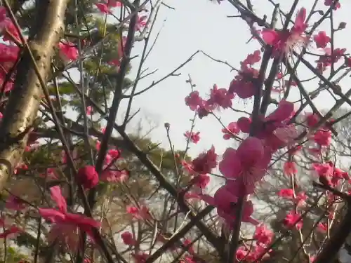 鶴岡八幡宮の自然