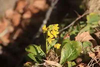 白山比咩神社の自然