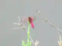 屋久島大社の動物