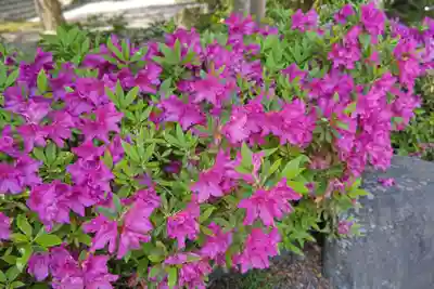 多賀大社(滋賀県)