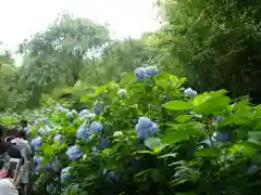 明月院(神奈川県)