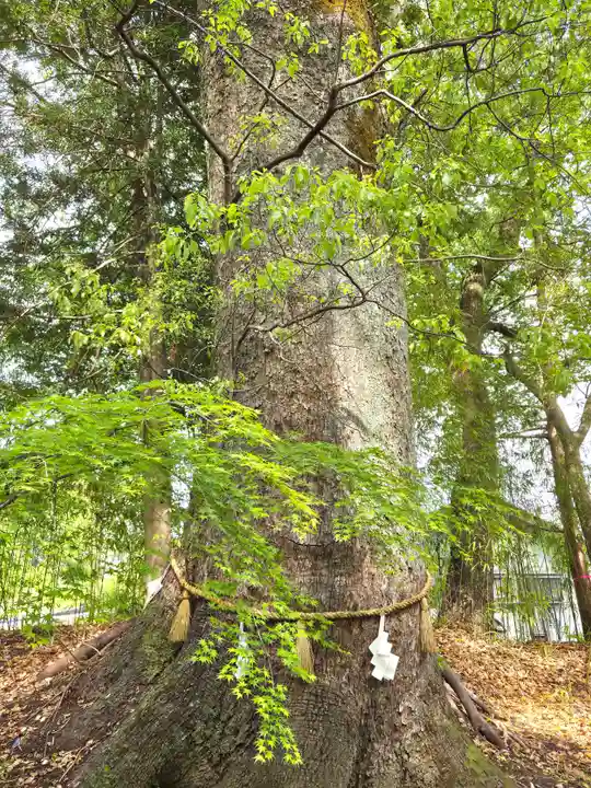 土佐神社(高知県)
