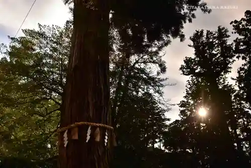 香取神宮の自然