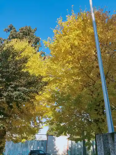 古布内八幡神社の自然