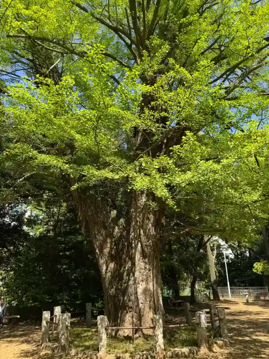 赤坂氷川神社の{uncategorized: "未分類", other: "その他", undefined: "問題あり", building: "その他建物", grave: "お墓", sacred_gate: "鳥居", guardian: "狛犬", statue: "像", buddha: "仏像", history: "歴史", nature: "自然", garden: "庭園", animal: "動物", pagoda: "塔", temizu: "手水舎", mountain_gate: "山門・神門", sanctuary: "本殿・本堂", subordinate: "末社・摂社", art: "芸術", scenery: "景色", jizo: "地蔵", ema: "絵馬", goshuin: "御朱印", omikuji: "おみくじ", items: "授与品その他", amulet: "お守り", goshuincho: "御朱印帳", eats: "食事", festival: "お祭り", votive_dance: "神楽", shichigosan: "七五三参", wedding: "結婚式", experience: "体験その他", initially: "初詣", around: "周辺", anti_infection: "感染症対策"}