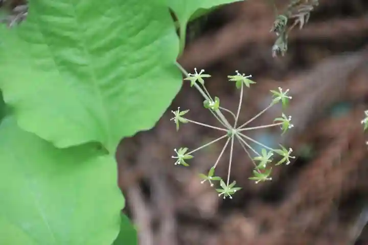 鹿島大神宮の自然