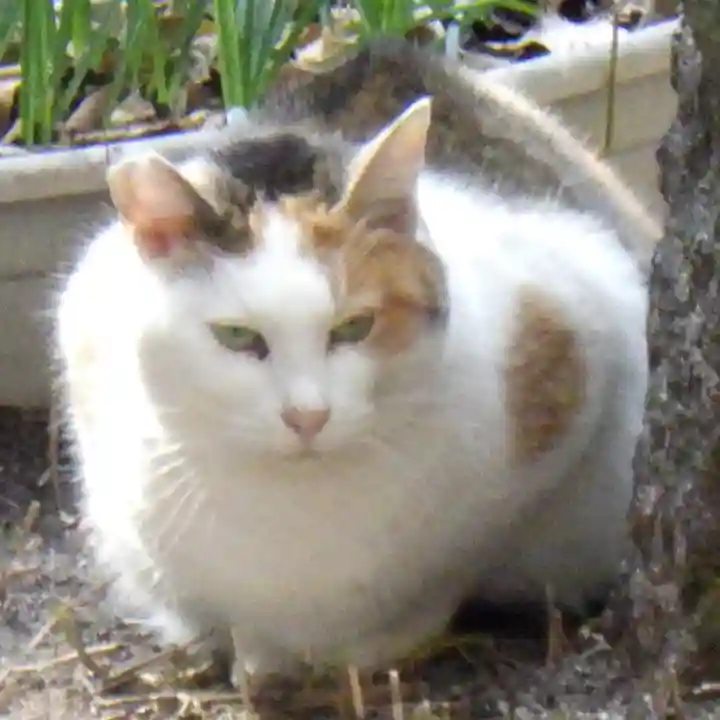 松原神社の動物
